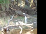 Little Blue Heron.jpg